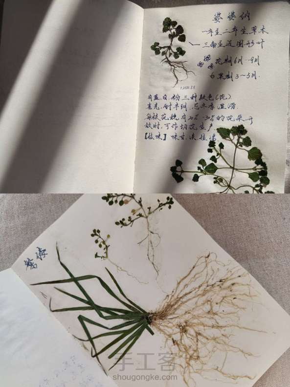 植物笔记