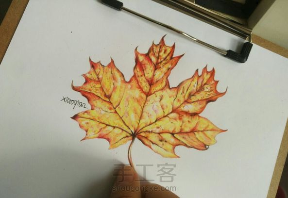 秋天的枫叶 ~🍁