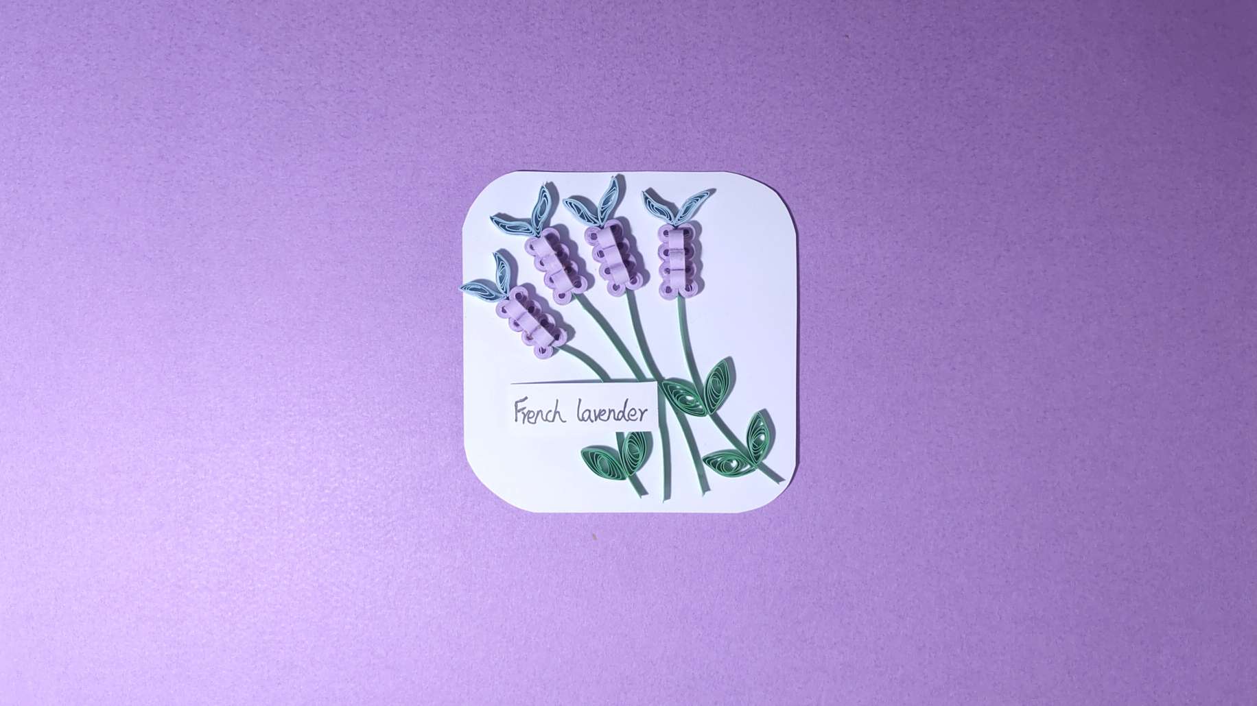 薰衣草French lavender
             🍀🍀🍎🎂🍀🍀🌈
	
     薰衣草的花语是等待爱情。一直被人视为纯洁、清净、感恩与和平的象征，有着婚姻幸福的寓意。🌈
      衍纸可以根据喜好更换颜色调整大小哦，做一朵属于自己的薰衣草吧～💕