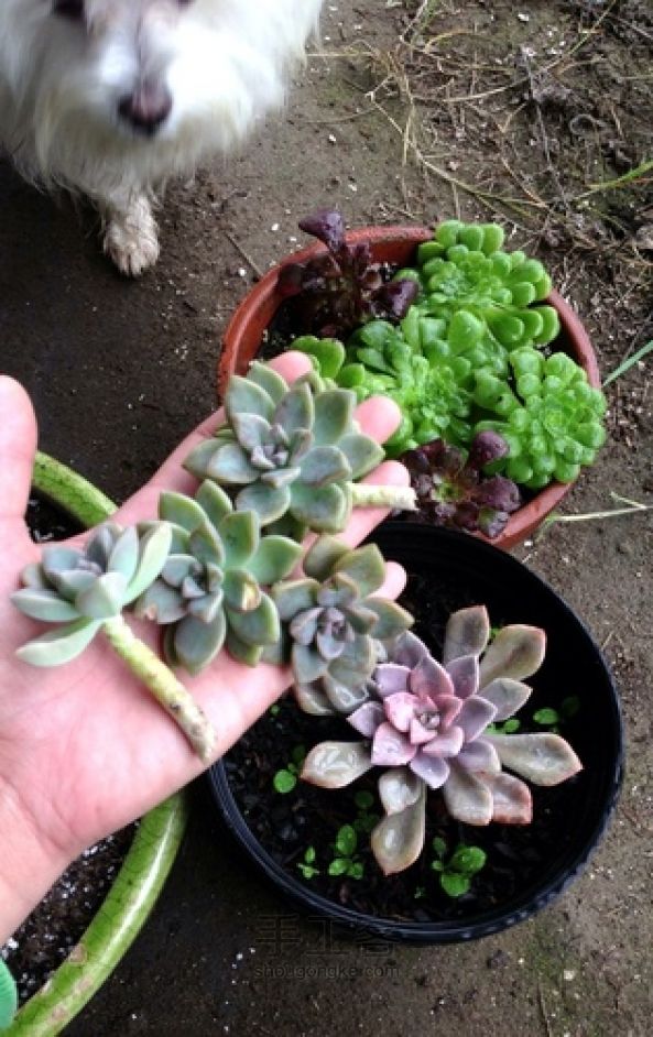 DIY意境十足的多肉盆栽 第3步