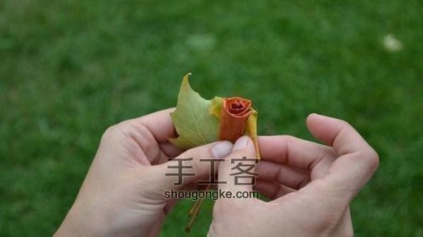 枫叶折玫瑰花手工创意DIY教程 深秋里的一丝浪漫  第4步