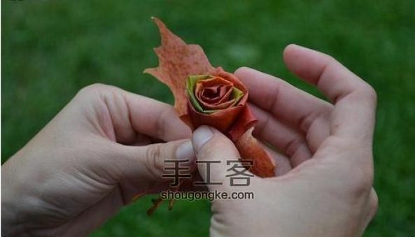 枫叶折玫瑰花手工创意DIY教程 深秋里的一丝浪漫  第5步