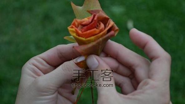 枫叶折玫瑰花手工创意DIY教程 深秋里的一丝浪漫  第6步