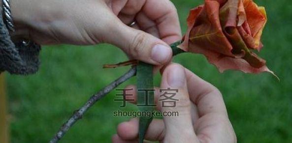 枫叶折玫瑰花手工创意DIY教程 深秋里的一丝浪漫  第7步