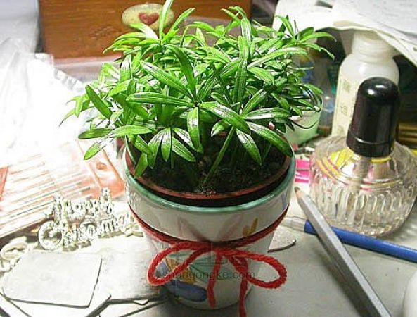 快活神仙烧酒鸡 第4步
