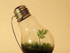 灯泡植物的种植方法,怎样在灯泡里种花