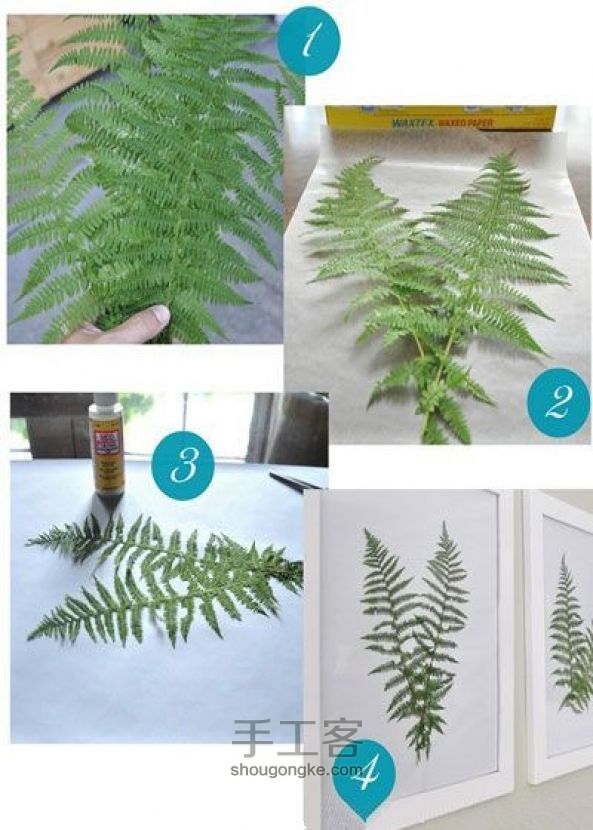 如何制作植物标本—DIY四叶草装饰艺术画 第1步