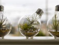 小灯泡里也可以栽植物么？当然，只要你有耐心。