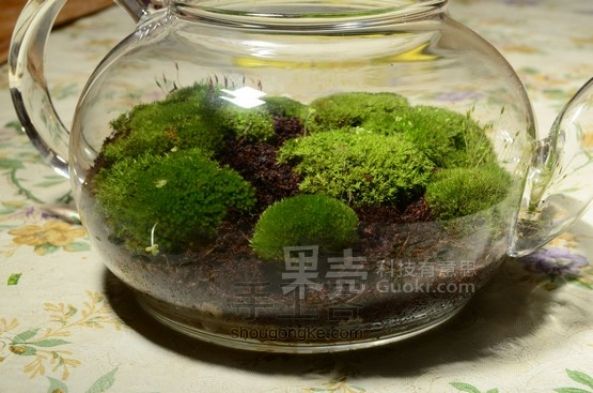 沏一壶苔藓：苔藓微缩景观diy教程 第13步