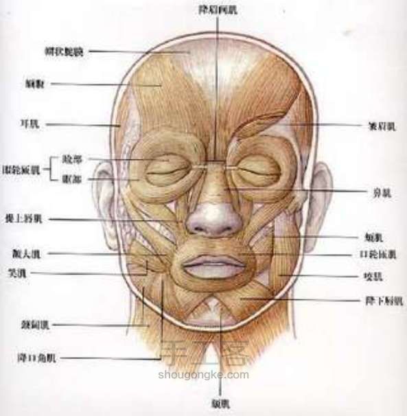 随手画 人物 第2步