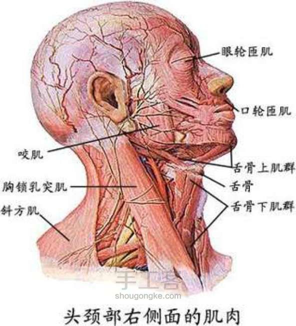 随手画 人物 第4步