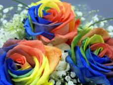 彩虹玫瑰（Rainbow Rose）是由荷兰的Peter Van de Werken所拥有的花卉公司推出的一种玫瑰花，彩虹玫瑰由白玫瑰变化而来， 每片花瓣上都呈现五彩的颜色，就像彩虹一样斑斓。