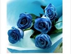 蓝色妖姬纸玫瑰的制作教程