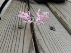 来棵小小樱花树吧。。。。
去不了日本看樱花，自己动手做成片的樱花林吧
贴吧贴吧！！懂