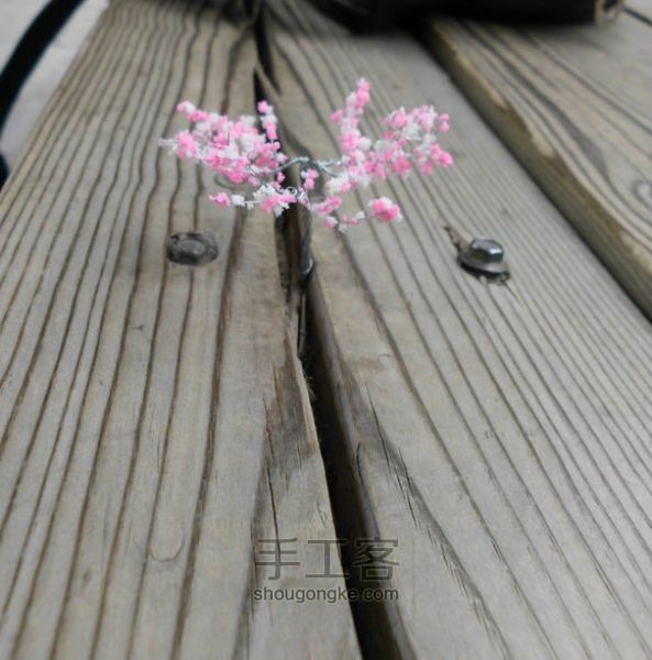 猫七菇凉之樱花树 第1步