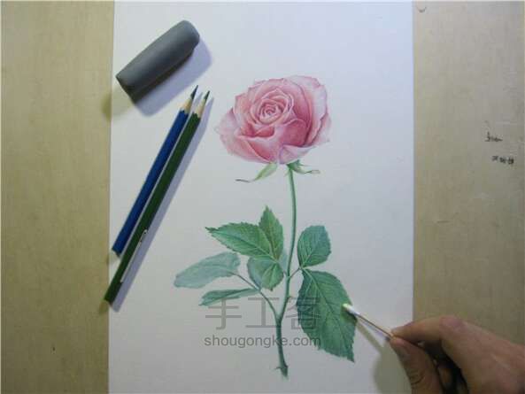 彩铅手绘玫瑰花 第8步