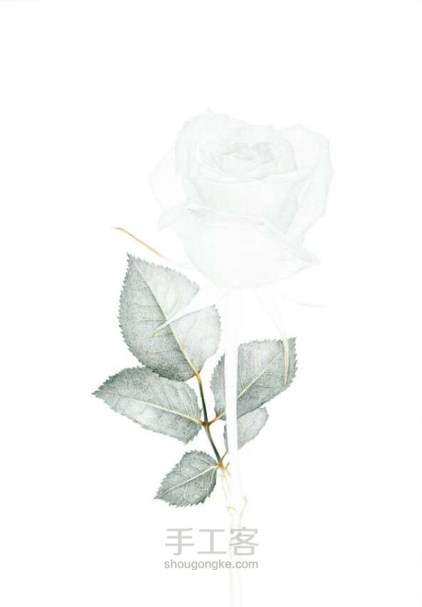 油性彩铅手绘玫瑰 第2步