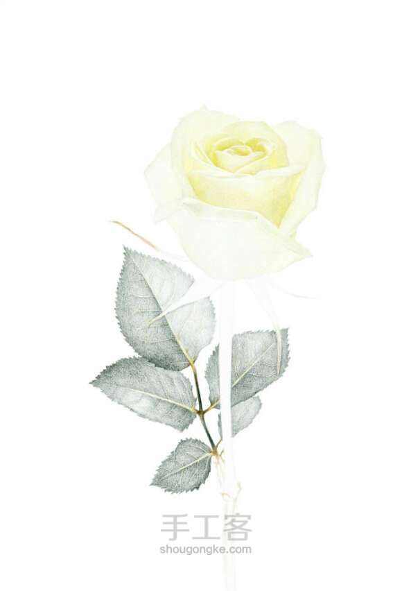 油性彩铅手绘玫瑰 第3步