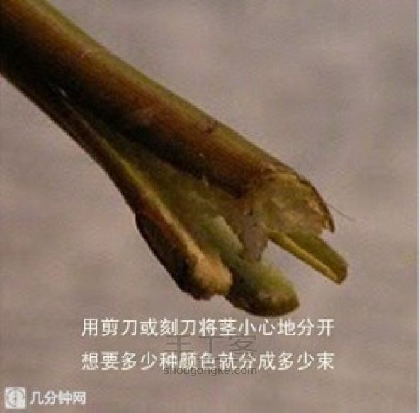 如何制作彩虹玫瑰 第2步