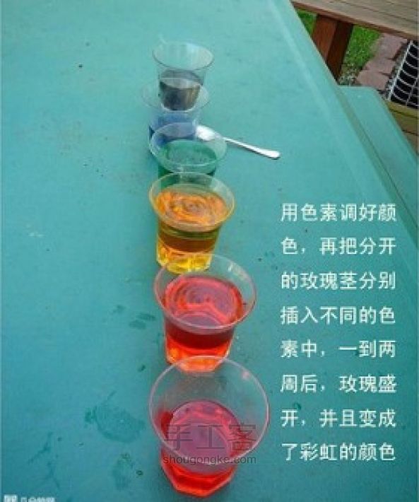 如何制作彩虹玫瑰 第3步