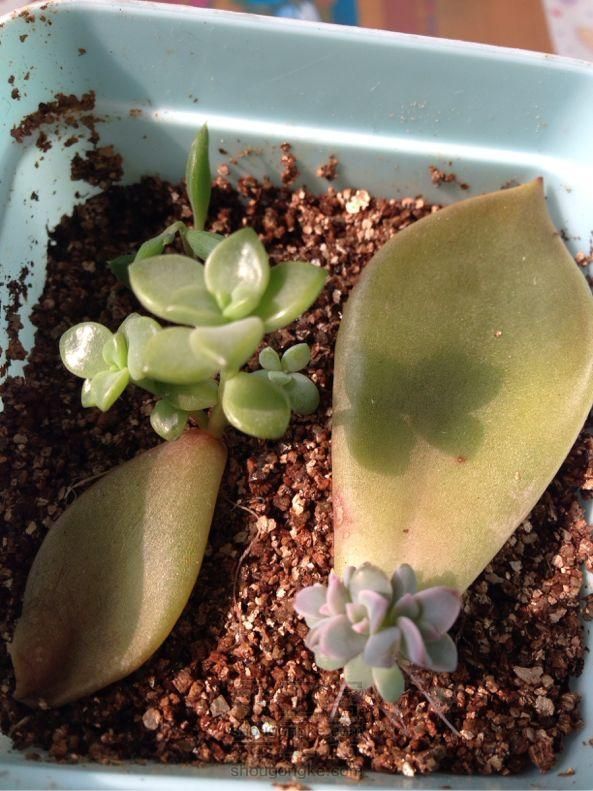 多肉植物叶插详细教程