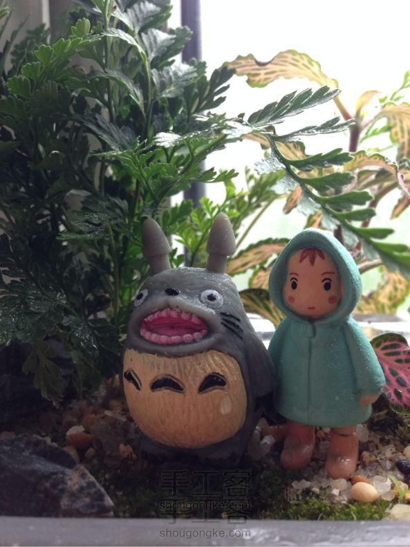 沏一壶苔藓：苔藓微缩景观diy教程