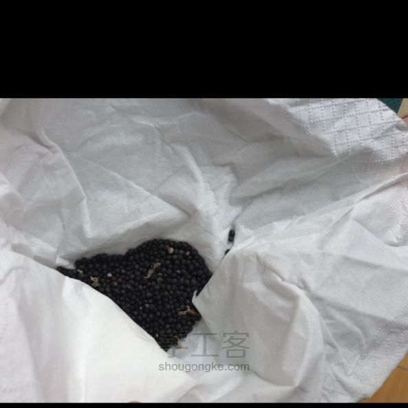酸奶盒种油菜籽 第6步