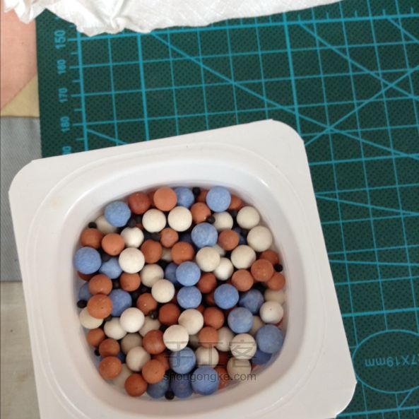酸奶盒种油菜籽 第8步