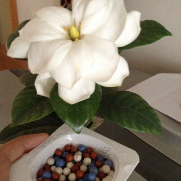 酸奶盒种油菜籽 第10步