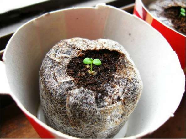 垂吊矮牵牛 园艺DIY 第2步