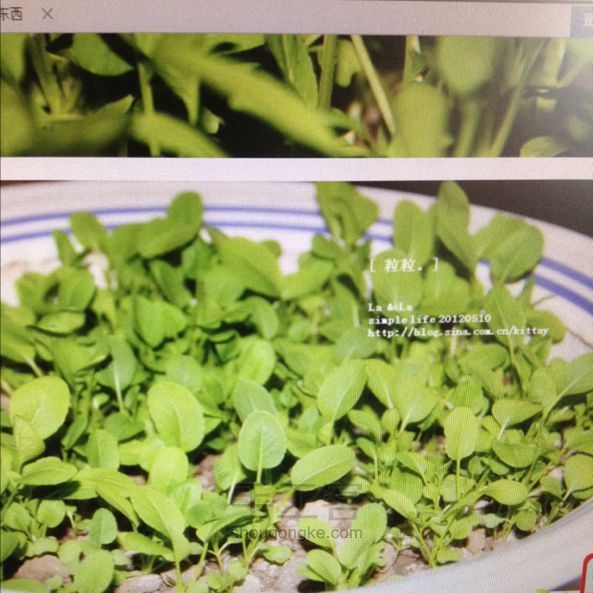 酸奶盒种油菜籽 第13步
