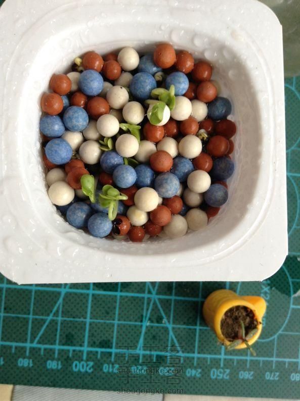酸奶盒种油菜籽