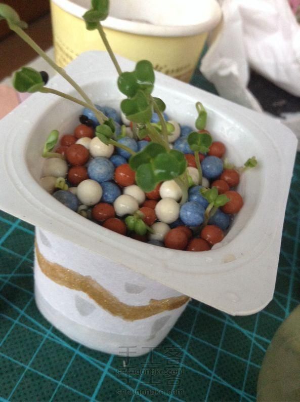 酸奶盒种油菜籽