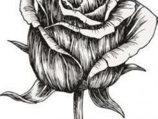 立体玫瑰 黑白手绘