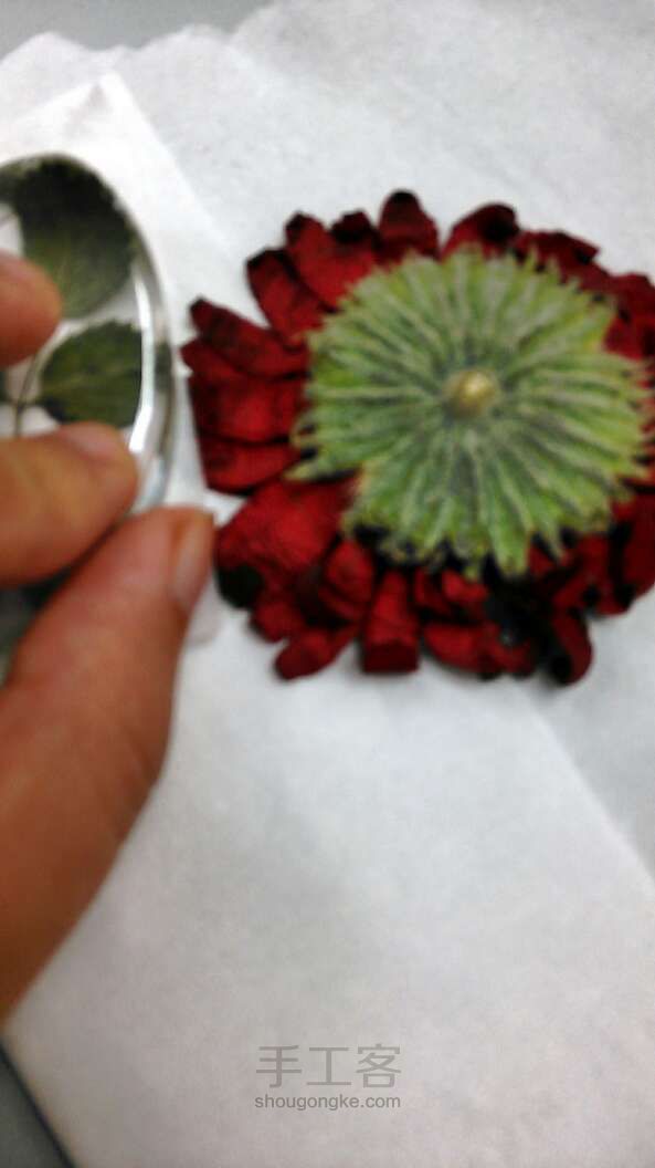 水晶滴胶 花朵标本制作详解 第3步