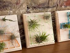 空气植物+小木板=墙面艺术~~~ 创意手工