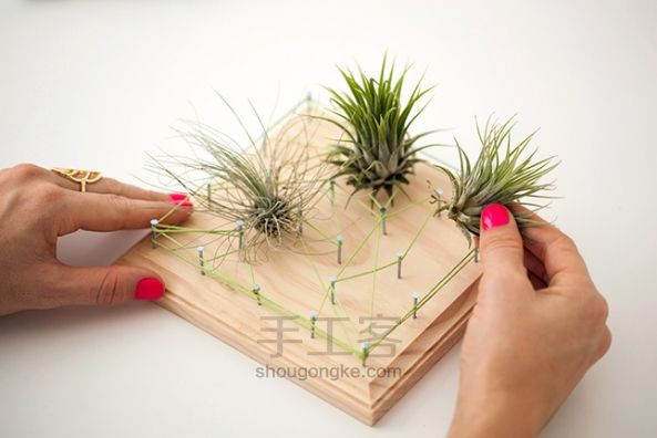 空气植物+小木板=墙面艺术~~~ 创意手工 第9步