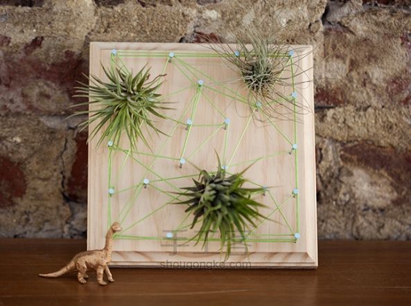 空气植物+小木板=墙面艺术~~~ 创意手工 第10步