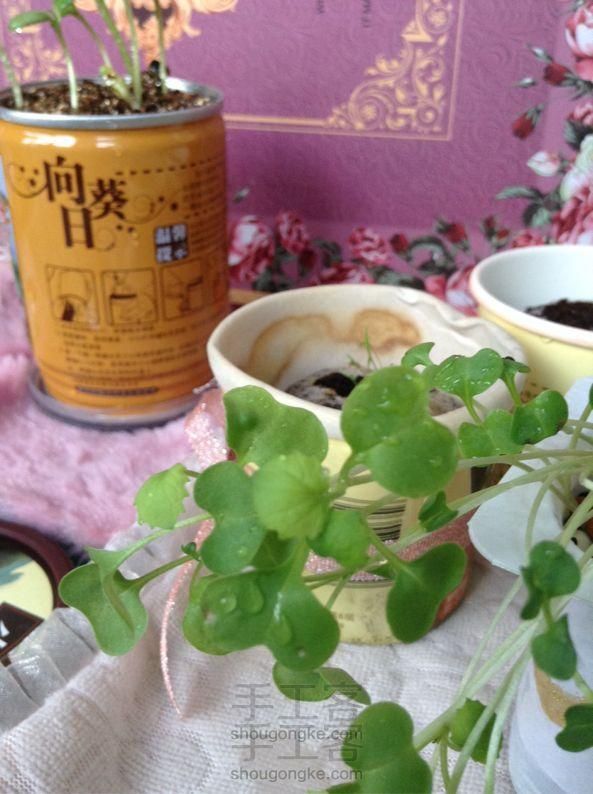酸奶盒种油菜籽