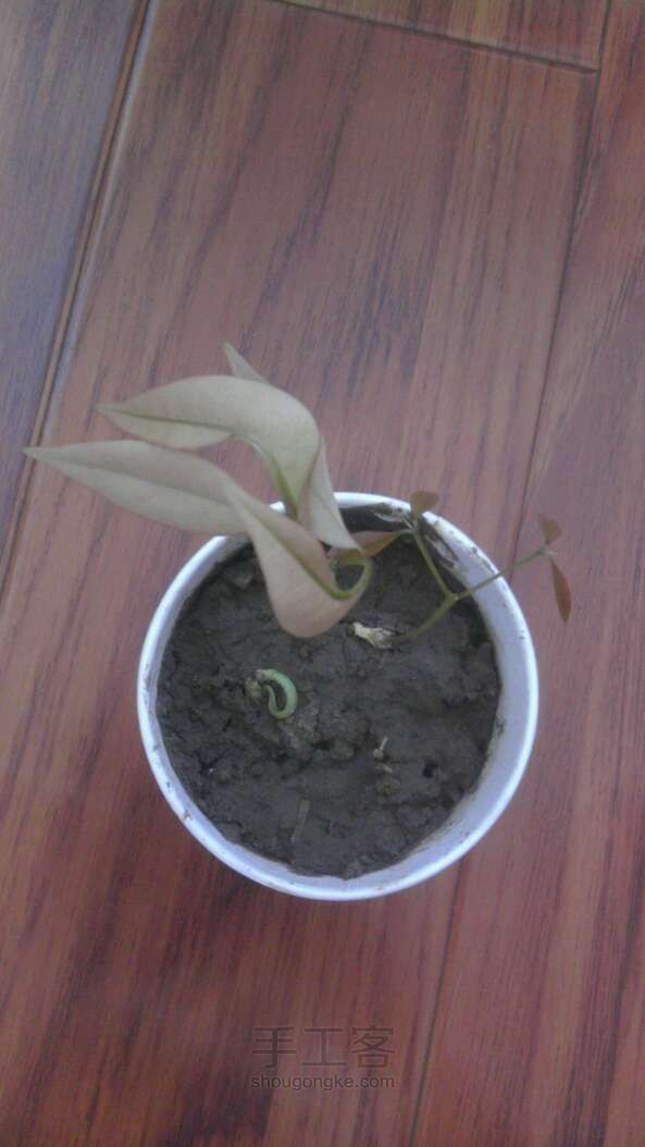 荔枝小树林 种植方法 第6步