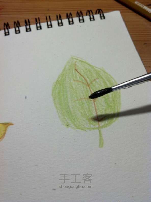 水溶性彩色铅笔•手绘树叶 第31步