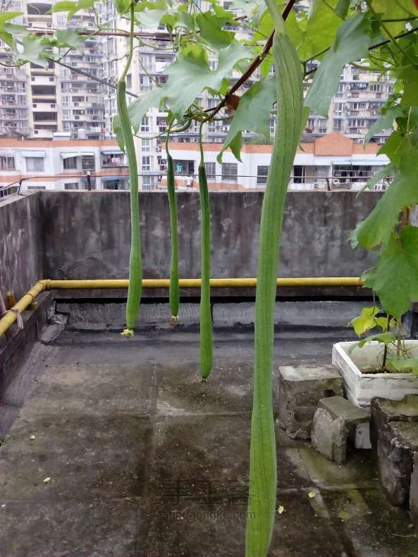 夏日美容的丝瓜汤做法 第1步