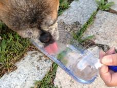 家里狗狗出门时候总容易渴。于是用矿泉水瓶改造了一个外带喝水器～成本超低哦～