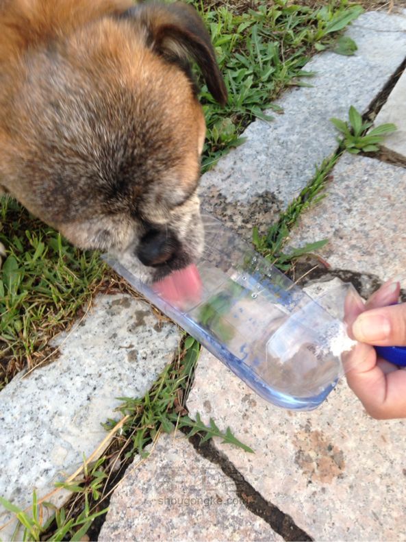 矿泉水瓶改造小狗外带喝水器 第8步