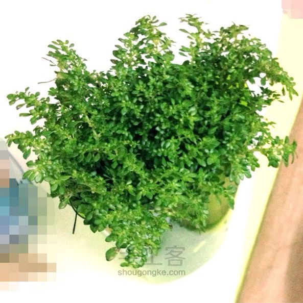 废物利用DIY🎍 沐浴露瓶种盆栽 第1步