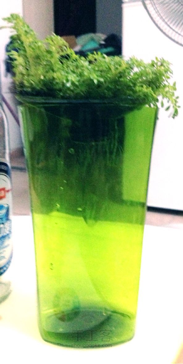 废物利用DIY🎍 沐浴露瓶种盆栽 第3步
