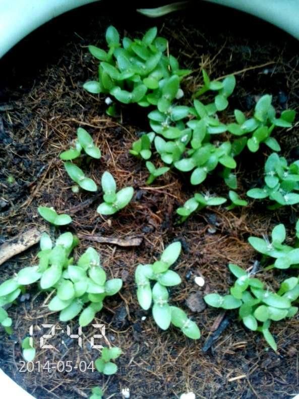 种植漂亮的火龙果