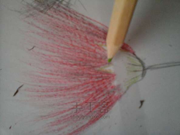 教你用彩铅使合欢花活在纸上 彩铅绘画教程 第11步