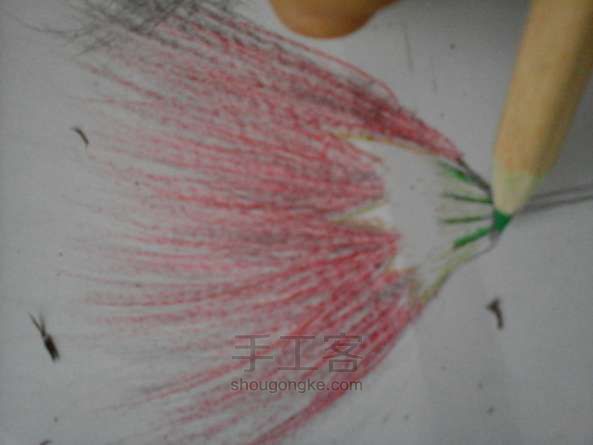 教你用彩铅使合欢花活在纸上 彩铅绘画教程 第12步
