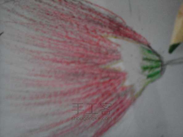 教你用彩铅使合欢花活在纸上 彩铅绘画教程 第13步